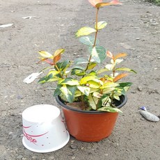 황금마삭