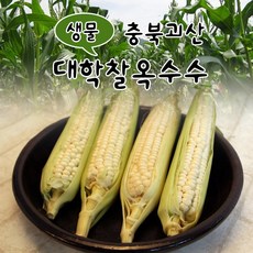충북옥수수
