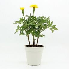 6c9603c80caba2e0c990d3fed04005747ee4ad1c614b98b38c037e6dd3fc.jpg