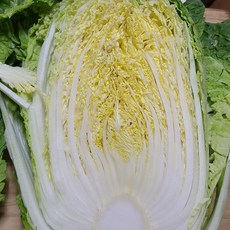 [좋은야채!!!] 강원도 배추 포기배추 통배추 손질배추 2k 1포기, 2kg, 1개