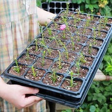 농사템 모종판 모종트레이 텃밭용품 식물재배 주말농장, 105구, 3p세트