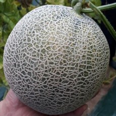 [ 명가 ]고당도 프리미엄 머스크메론 (3~5수내외) 달콤달콤 멜론 특품, 메론 /멜론 6kg(3~5수내외), 1개