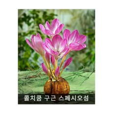 thingyfypinholeprox판매