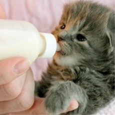 3개 아기 고양이 강아지 젖병 세트 어린강아지 분유병