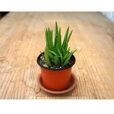 식용알로에화분