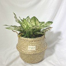 그늘에서잘자라는식물