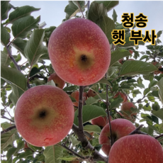 청송 사과 고당도 햇 부사 [산지직송] 가정용 선물용 2kg 3kg 5kg 10kg, 1박스, 선물용 중대과 3kg 6~11과