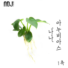 아누비아스나나