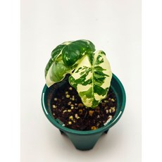 Alocasia Frydek Variegated 알로카시아 프라이덱 바리에가타 무늬프라이덱