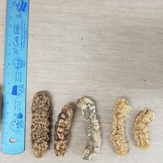 필리핀 미니 루비 다림 전용 1kg ( 200-280 마리) 1 마리 3-5cm ( 파지해삼으로 요리용은 힘듭니다. ), 1개