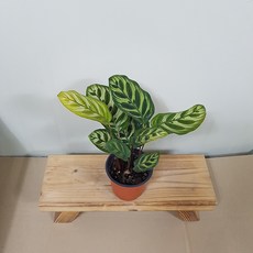 마란타
