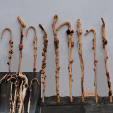 감태나무지팡이 연수목 노인 어르신 걸음 보조기 장수나무 2 길이 약 85 120cm 1개