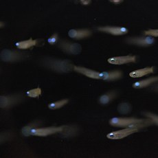 4e00ec8de045b92952095dde85e28b1182b72bc25a93f25e45b7d11cb4ea.JPG
