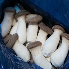 기찬드림 프리미엄 못난이 새송이버섯 상 2kg 4kg 6kg 8kg, 1개