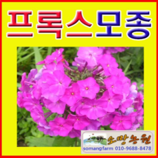 닥터후목걸이포켓시계