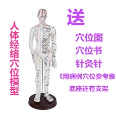 신체수혈 위치모형도 안마시술 추나반사구 중의학학습 손초청혈 위치모형 교육 한의원 혈위치, I + 1개