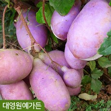 으름나무 5치포트 덩굴식물 열매