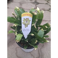 노랑게발선인장/신품종, 1개