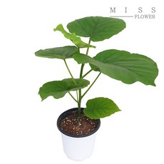 꽃집취미반