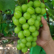 옥천농협샤인머스켓