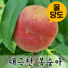 경북청도아삭이복숭아