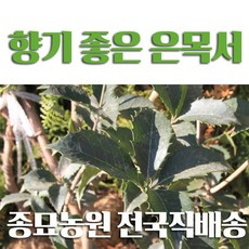 금목서묘목
