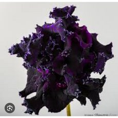 스트렙토카르푸스 DS-앙크르느와 2, 1개