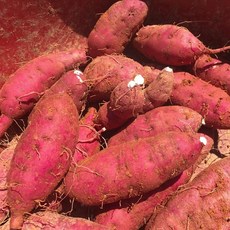 해남 꿀고구마 5kg 중상, 해남 꿀고구마 중상 5kg812616, 1, 상세페이지 참조