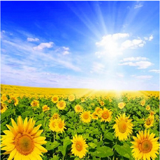 해바라기피포페인팅