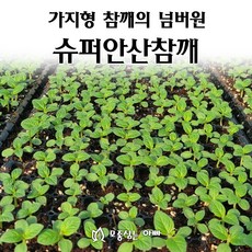 [모종심는아빠] 가지형 참깨중의 넘버원 슈퍼안산참깨 200구 참깨모종, 1개