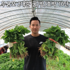 익산 고구마모종(종순) 10단(20kg내외) 꿀/밤/호박 무병묘2대순 지정일배송, 꿀고구마모종, 5월10일(월)출고-5월11일(화)수령