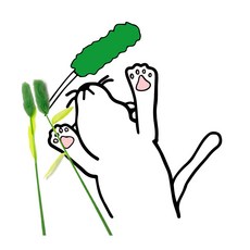 캐티맨강아지풀