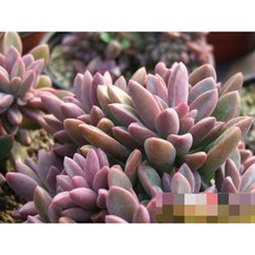 f26313c74e609194c44788141b105aba64b3dbaf8020a0d6754fabaea9bf.jpg