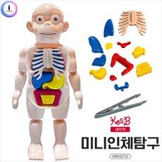 A71 h51 캐스B네이처 미니인체탐구(2210) 1개 인체탐구/미니인체탐구/인체모형/미니인체모형/인체교구/해부교구/어린이인체모형교구/과학교구/어린이집인체모형/인체모형장난감