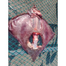 국산 반건조 가오리 말린 간재미 간제미 생물기준 1.5kg 이상 실중량 1kg, 2개, 생물1.5kg 생물1kg