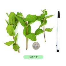 [허브아이] 애플민트 [길고 큰잎], 1개, 100g(길고 큰잎)