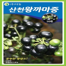 왕까마중