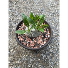 (단일상품 - 15번) 아프리카식물 코덱스 파키포디움 브레비카울 실생 Pachypodium brevicaule, 1개