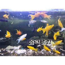 몰리 구피 혼합 5마리, 1개