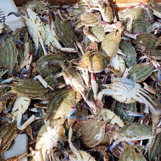 [산지직송]당일바리 태안 안면도 빙장 활 숫꽃게1kg-대(2~3마리), 2개
