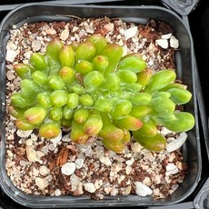 서진농원