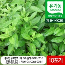 명월초