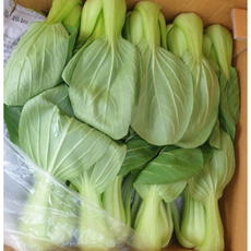 국내산 싱싱한 청경채 마라탕 샤브샤브 국물음식용 청경채, 1개, 2kg