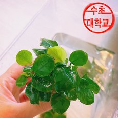 수초대학교 수중화 코인나나 1포트 나나
