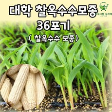 모두다팜 대학찰옥수수 모종 36구 찰옥수수모종 옥수수 모종 대학찰 반판, 1개
