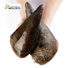 밀스온 생물키조개 캠핑 조개 국산 오천 키조개, 생물 키조개, 10개, 대(1미)