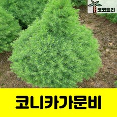 [코코트리] 코니카가문비 묘목, 1개, 코니카가문비 키40~50cm포트 묘목