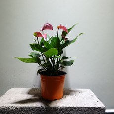 f673ee1df191b6106078f374a18c80afdd3137cf0afc79ed825e2850e0b4.jpg