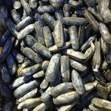 [찬들엔] 전남 순천 자연산 가리 맛조개, 맛조개500g, 1개
