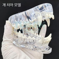 강아지 치아모형 동물 교육 수의학 해부학 개 모델 모형 고양이 교육용, 개 이빨, 1개, 1개